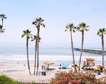 palm trees at the beach