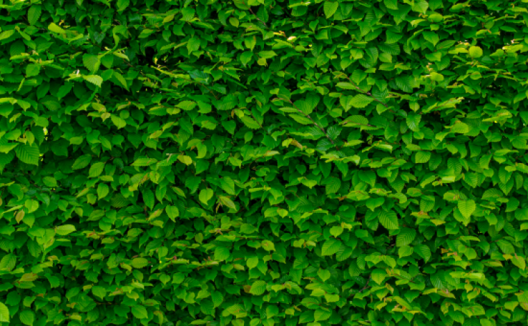 photo of a bush with green leaves